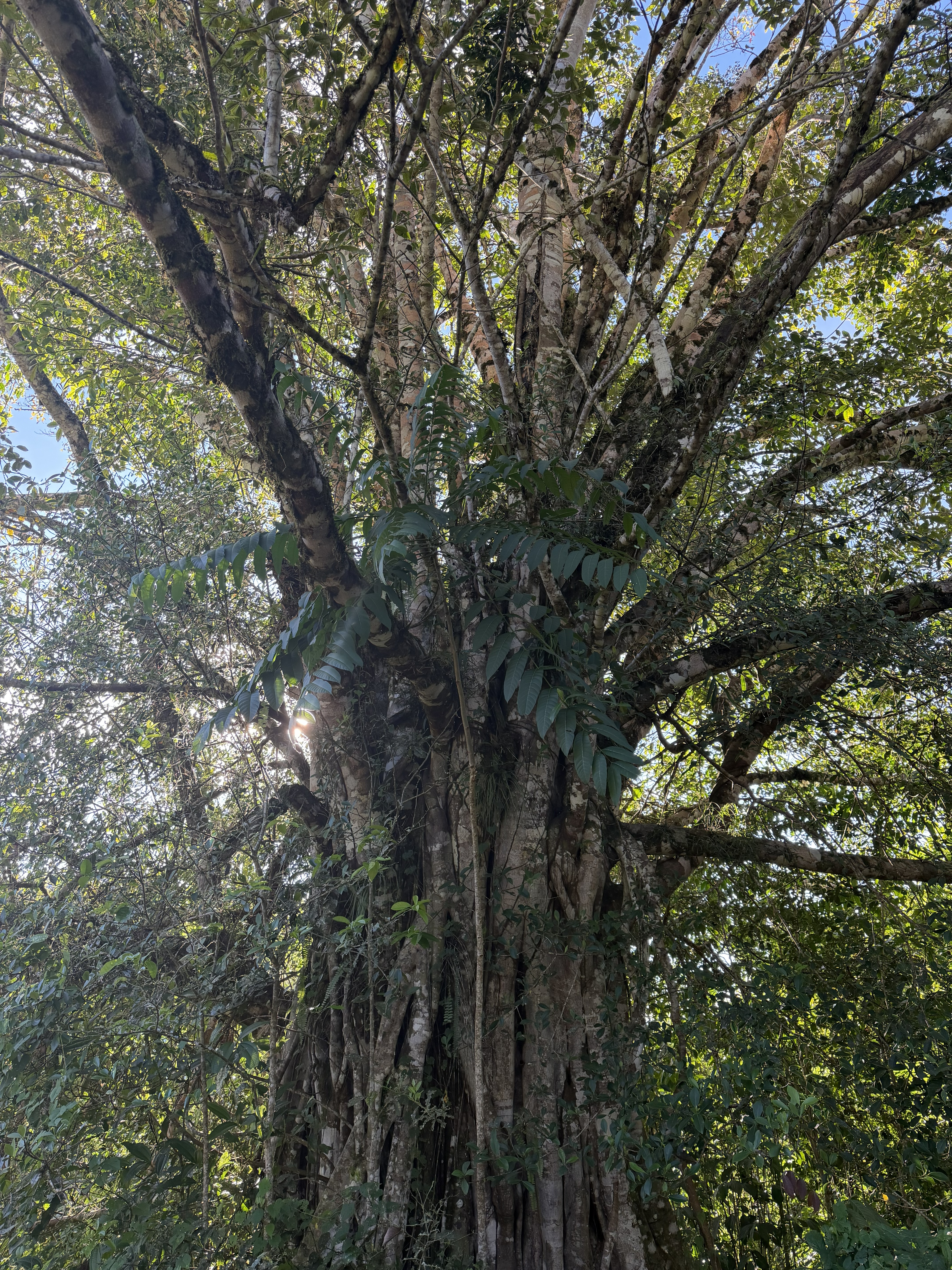 Bosque Ancestral