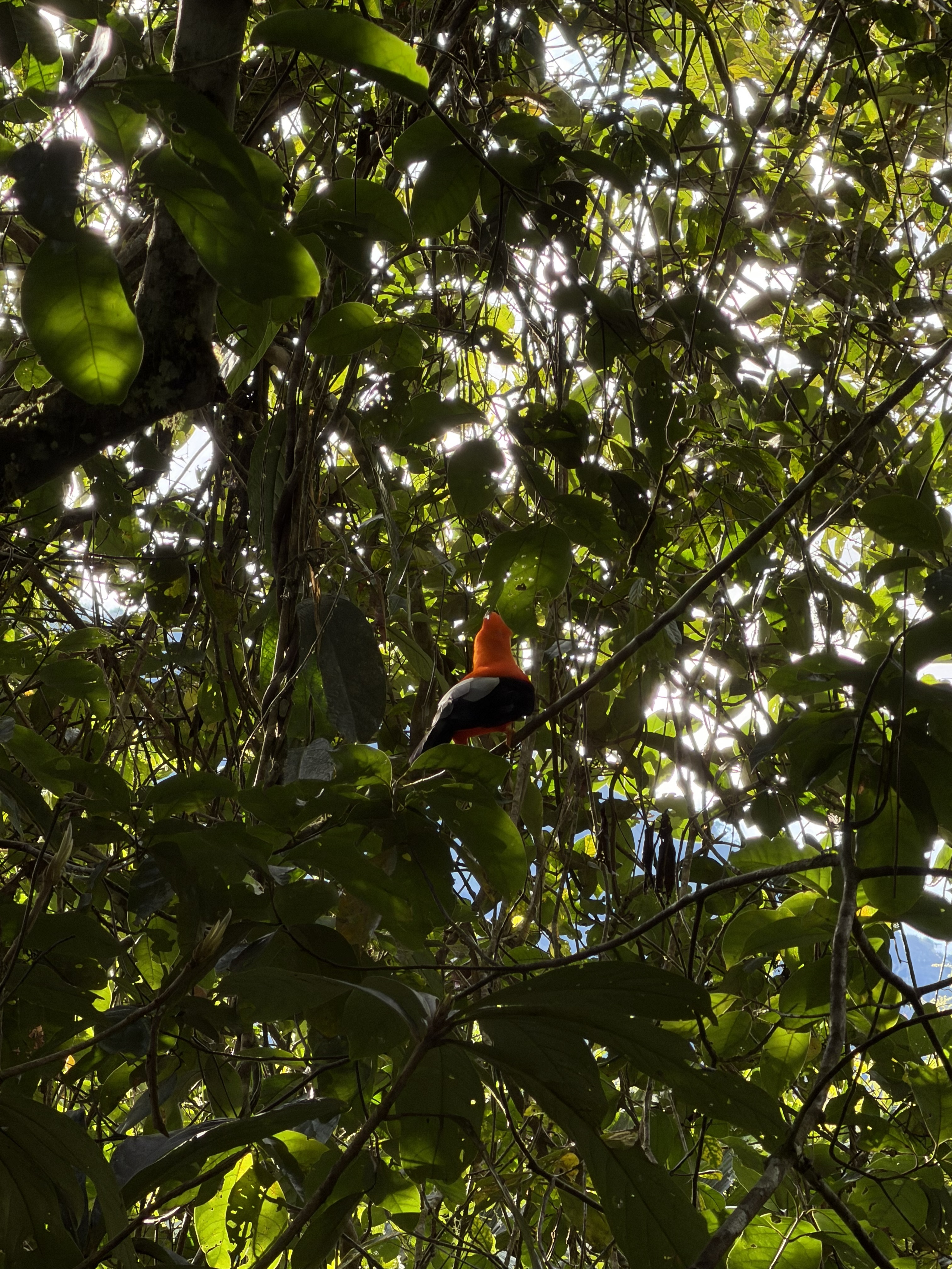 Avistamiento de Aves